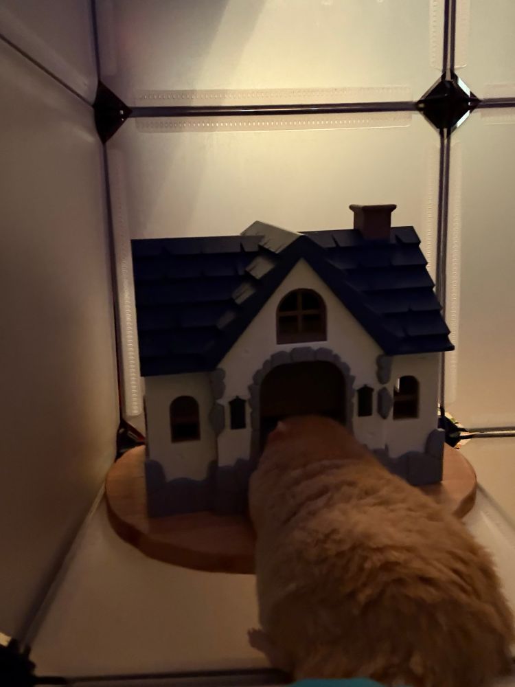 Big Booty with head in the door opening