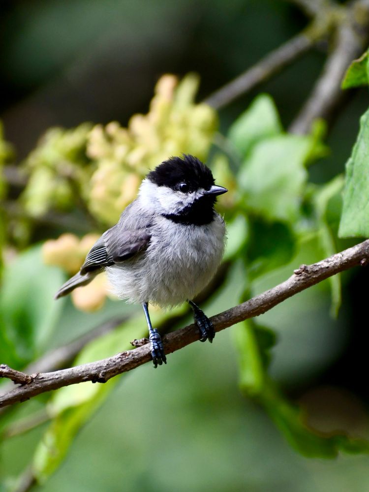 Sweet little black, white, gray songbird chilling on a branch, July 2021