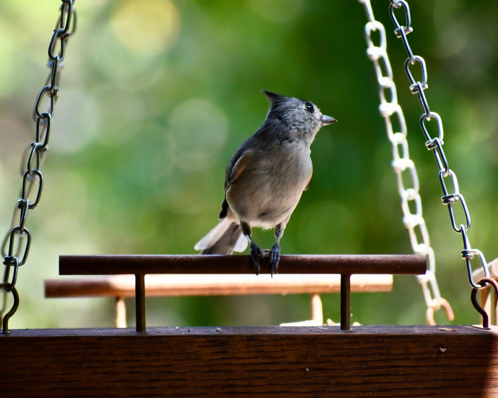 Black-crested titmouse giving an Urkel pose on a wood birdfeeder. From spring 2021