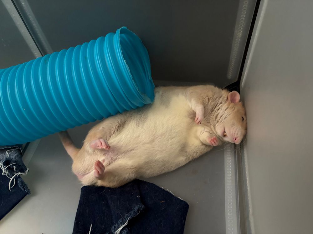 Alan the big boy rat sleeping on his back partly underneath a blue tube