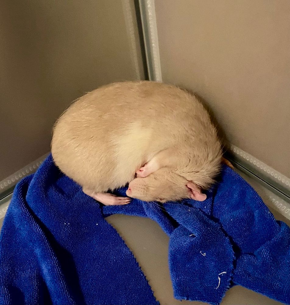 Champagne colored rat curled in a tight ball sleeping 
