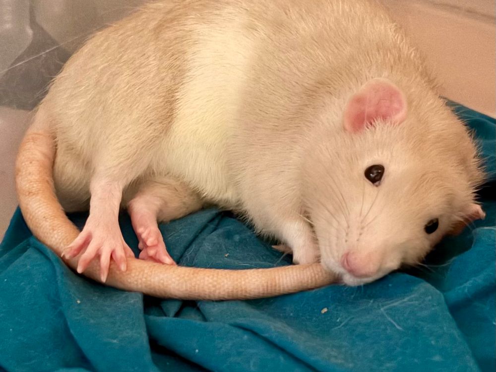 Sticks with splayed rat toes 