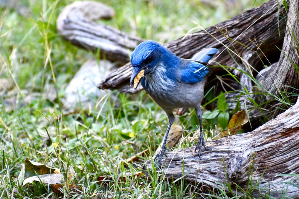 Scrub Jay with a beak fillet of yellow meal