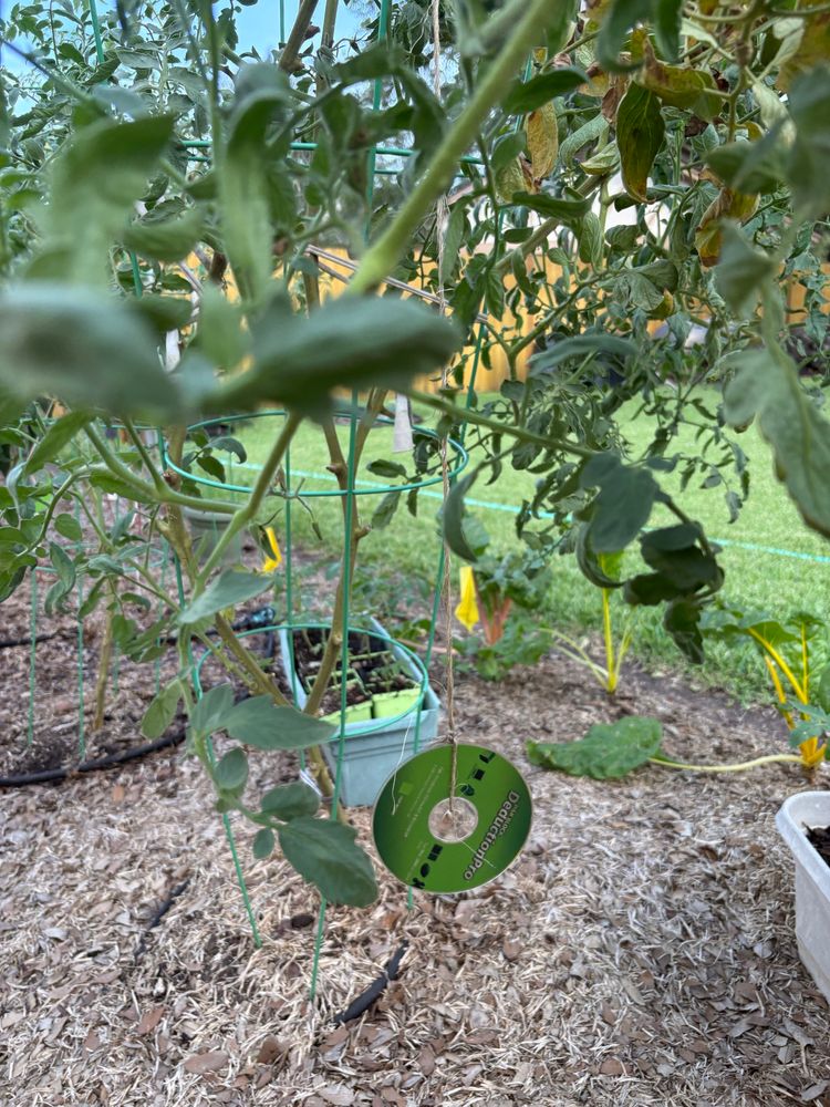 Tomato plants with a tax software CD hanging from it