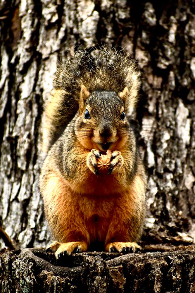 Fat squirrel on a tree eating a peanut and grinning crazily