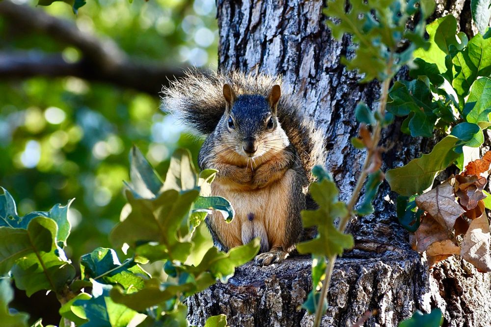 Squirrel glaring from a tree with arms crossed and penis and balls out and proud