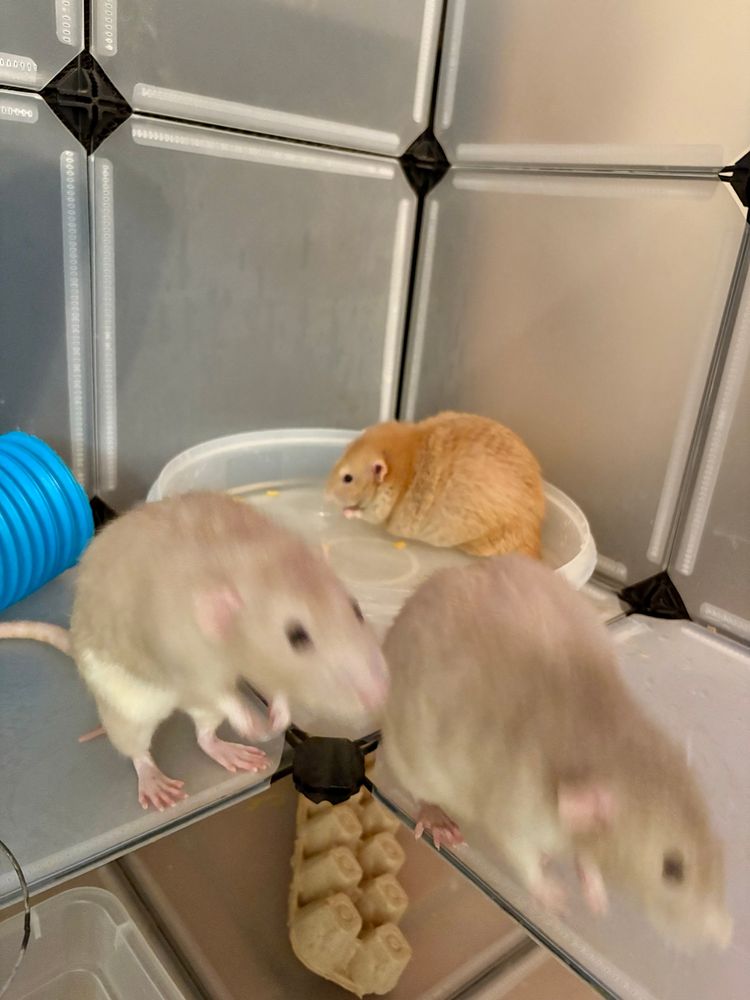 Pet rats hanging out in their playpen with a plastic pool of water and frozen corn kernels