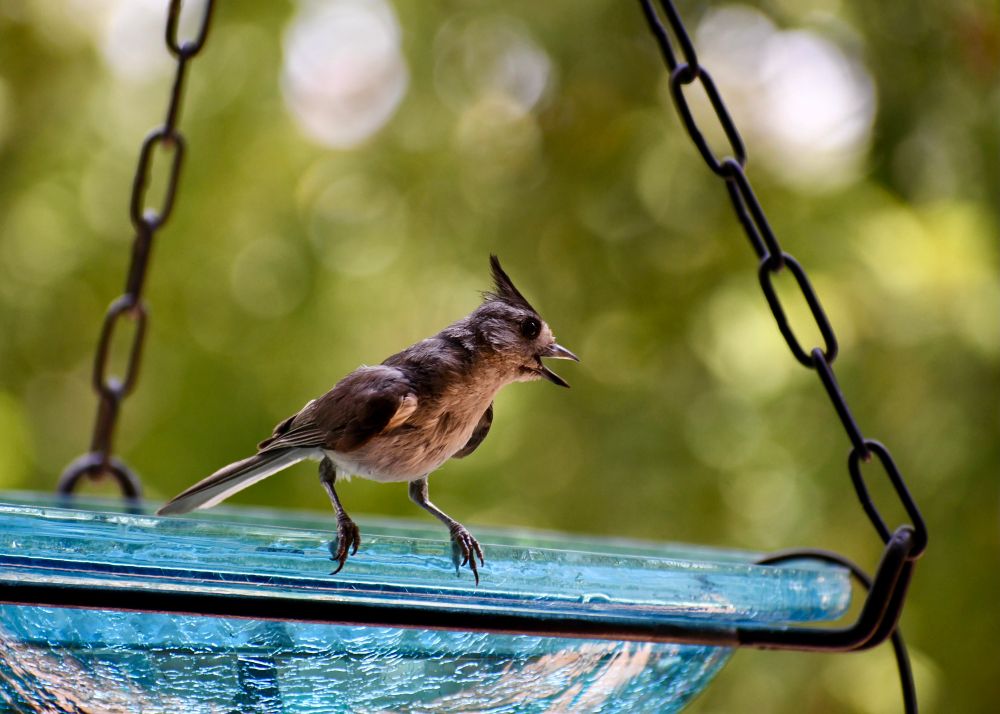 Wet bird with beak open on bird bath