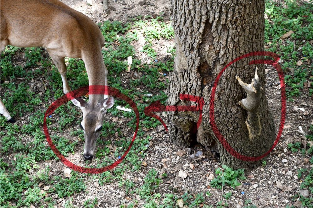 Photo of a deer (Terry) grazing next to a squirrel (Greg) on a tree trunk