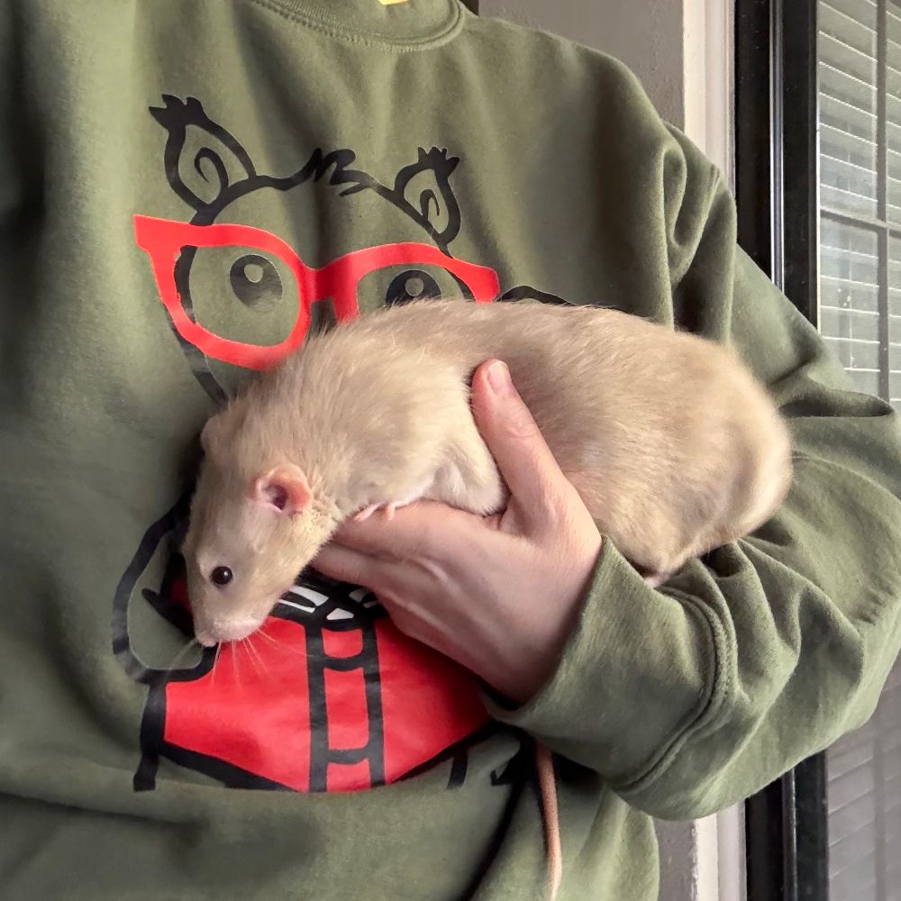 Sweet beige rat being held against a sweatshirt with a squirrel in glasses reading a book