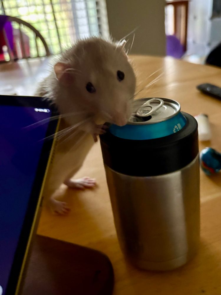 Rat licking microscopic bits of beer from a can