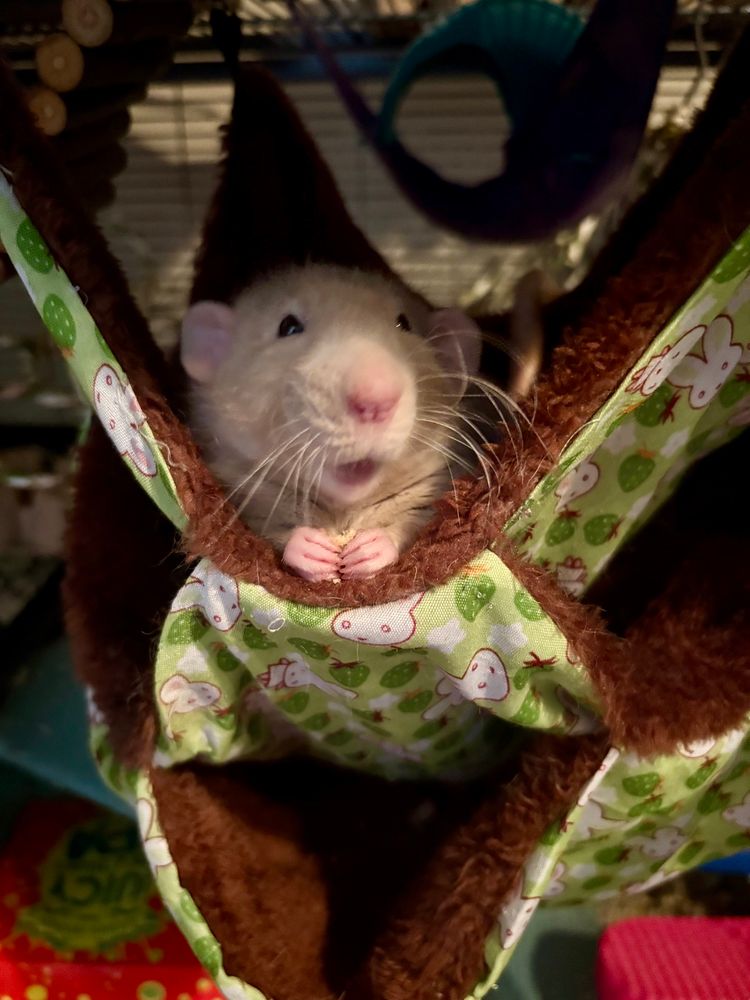 Chopper the rat holding a cheerio with two hands and looking excited as hell