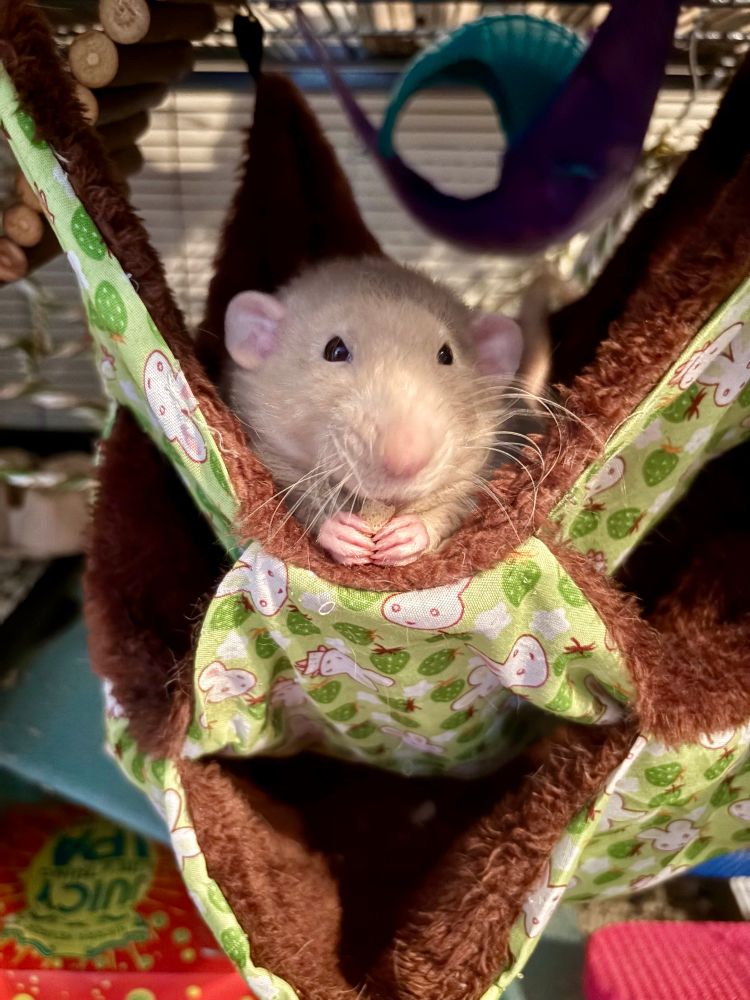 Chopper the rat in a hammock eating a cheerio with two paws