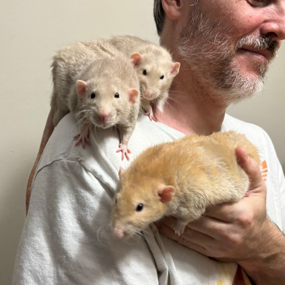 Three rats hanging out on dad