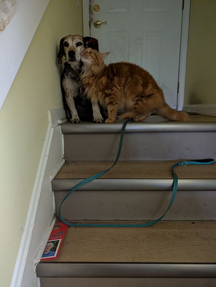 A dog and cat standing in a foyer with the cat rubbing against the dog