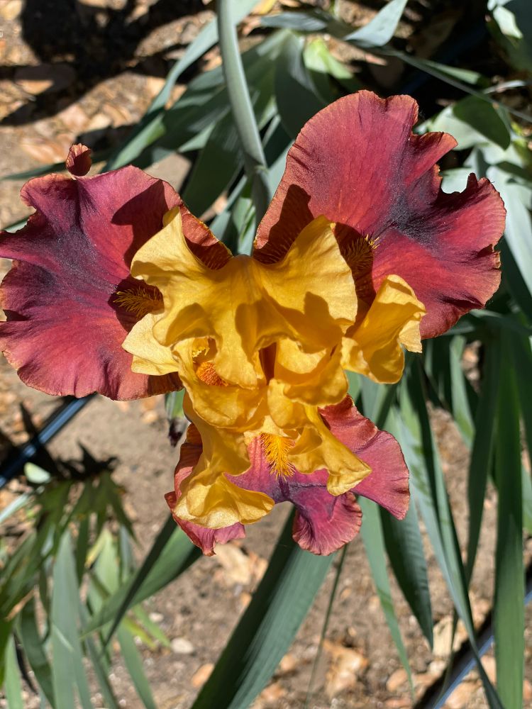 Red and yellow iris