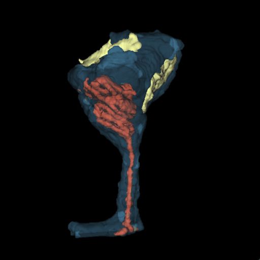 Gif showing a spine containing spine apparatus, reconstructed from FIB-SEM images. ER: red, synapse: yellow, plasma membrane: blue