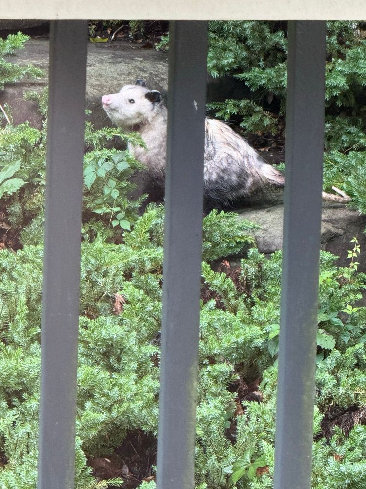 It’s a possum. It’s on the stone steps behind my house. It looks majestic.