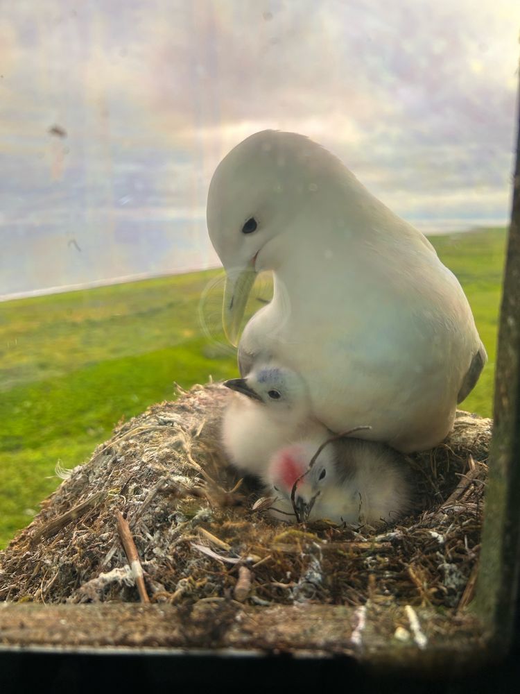 Looking through a tinted glass window at 3 white birds in a nest that is a cup of brown vegetation, with greenery stretching far below out to the ocean in the background.  One bird is an adult gull, facing the camera with a yellow beak and large black eyes, looking down at two fluffy white, black- beaked chicks about a quarter of its size, that it is partially sitting on. One chick has a red mark on its forehead, the other a blue one (to indicated hatching order).