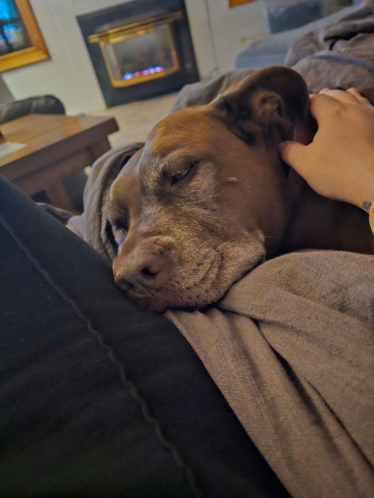 A brown pitbull falling asleep all curled up.