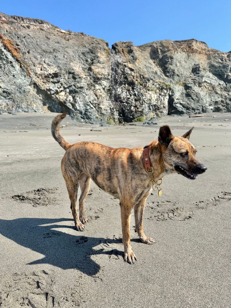 Wily on the beach