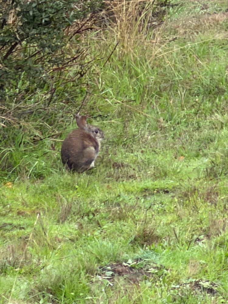 A bunny rabbit curled up in the drizzle