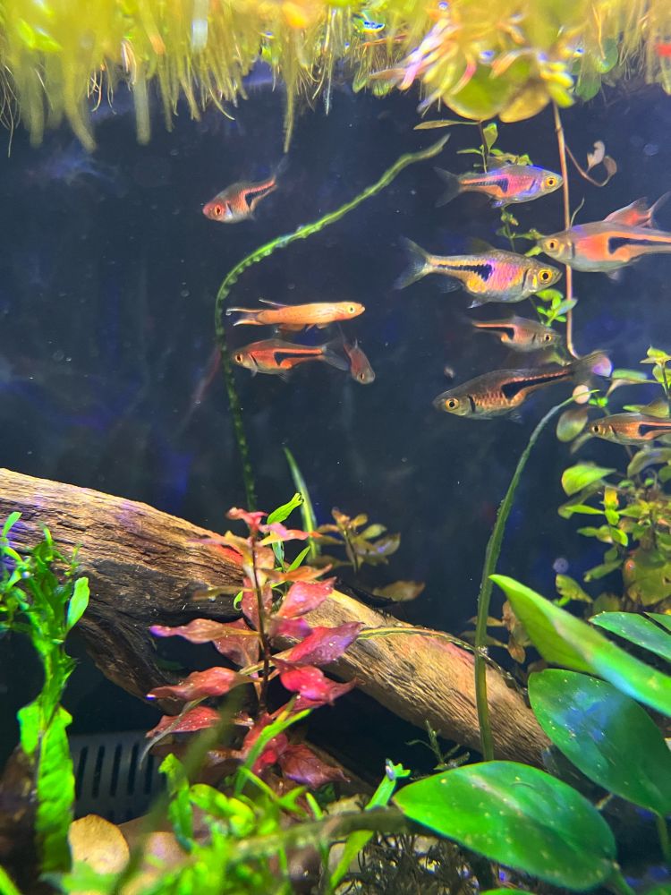 Saying hello to his new tank mates