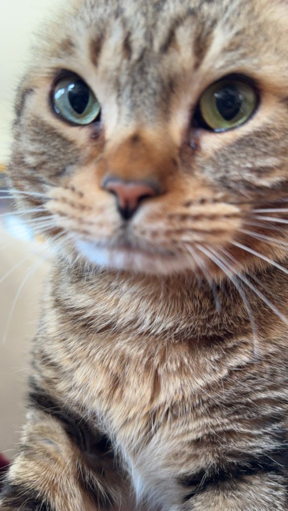 my cat kitkat staring into camera