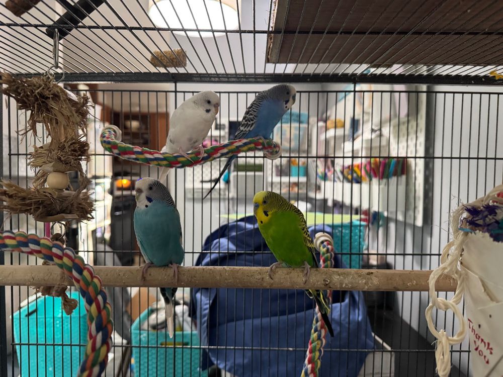 Four budgerigars (parakeets) sitting in a cage, two on a higher perch, two on a lower perch. The top left bird is bright white with grey markings, the top right bird is bright blue with dark wings and tail, the lower left bird is turquoise with white wings and tail and the lower left bird is green with a yellow face and dark wings and tail