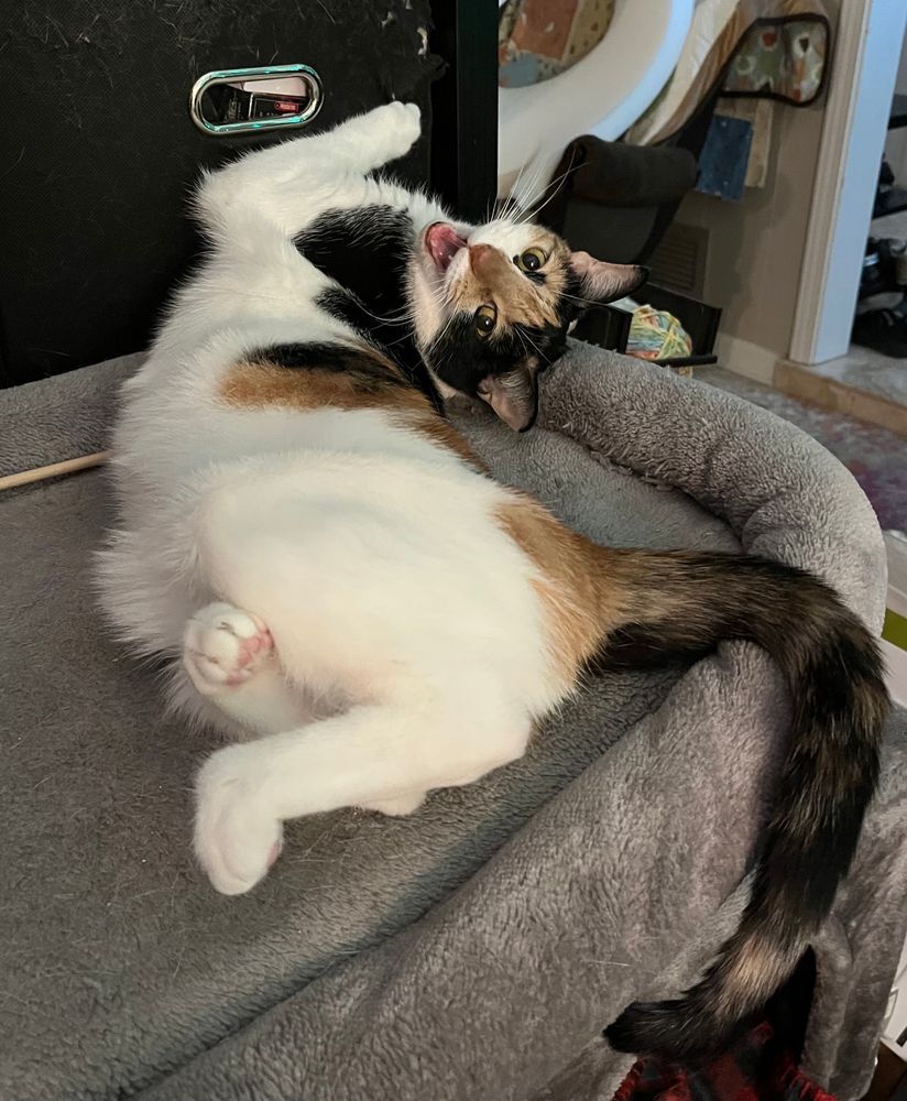 A photo of a short-haired calico cat with a white belly curled backward on the top of a gray cat tree. Her spine is bent in a way that looks broken and her back toes are curled together. She is clawing at a cloth drawer on a shelf behind her with her front paws while looking over her shoulder with her head upside-down. She is yowling at the top of her lungs.