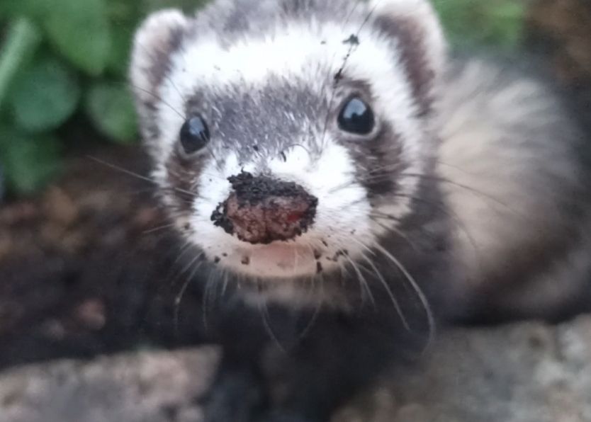 Noko la furette, vue de très près, la bouille pleine de terre