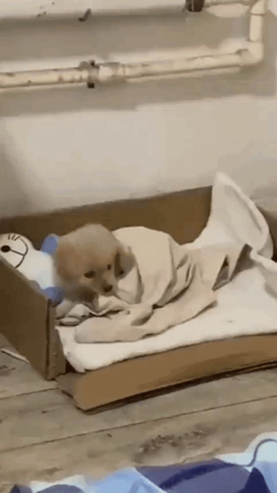 a puppy is laying in a cardboard box with a blanket and a stuffed animal .