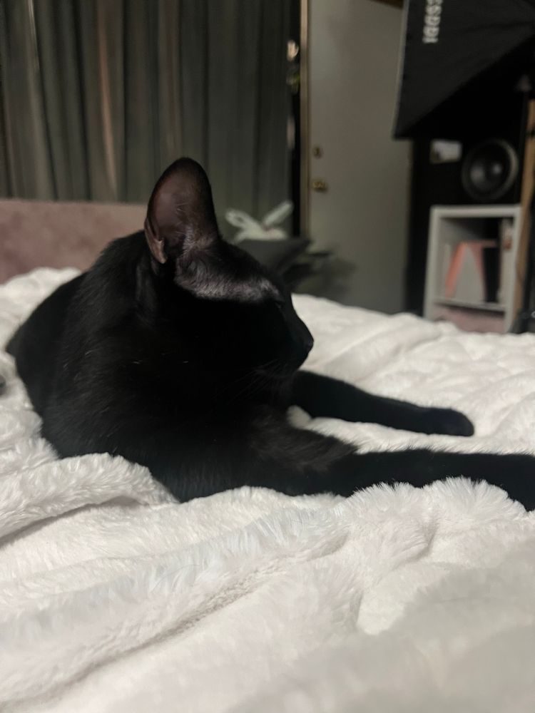 Francisco taking a cat nap