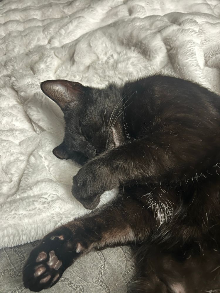Rocky taking a cat nap