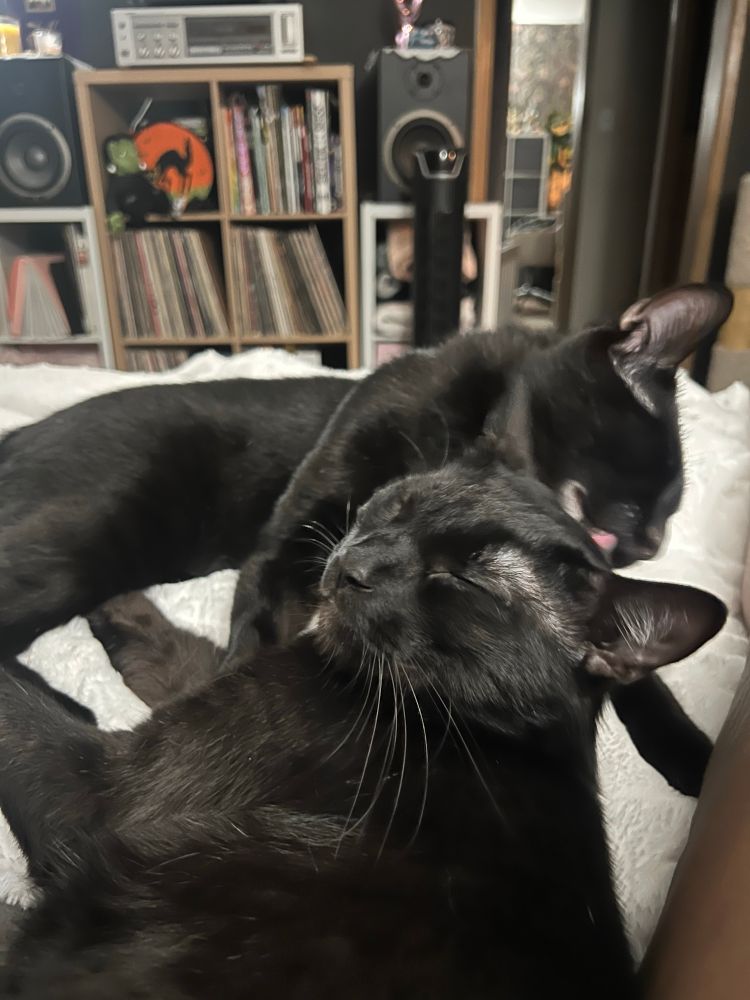 Franky grooming Rocky