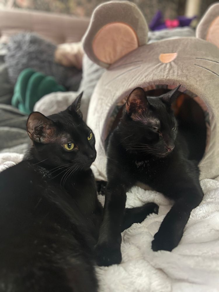 Rocky & Franky holding hands 