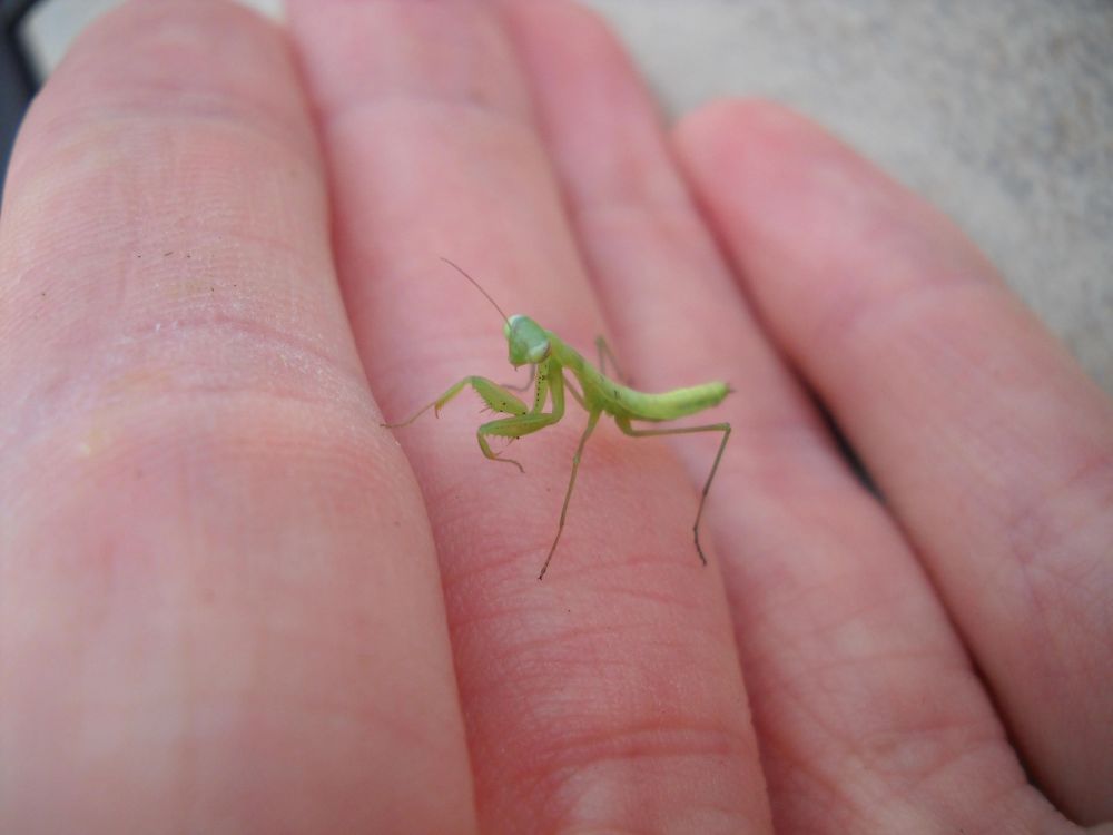 A baby praying mantis about 1/4 inch in size sits on a human hand.