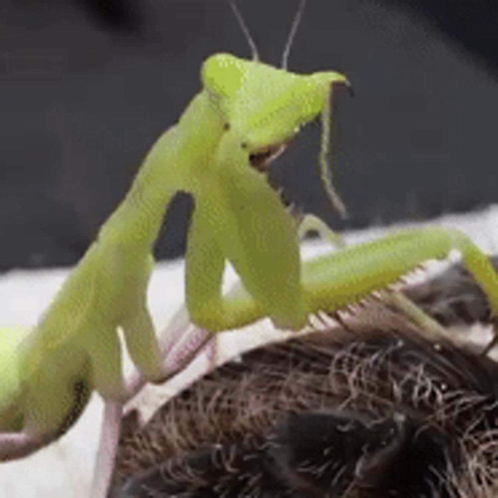 a close up of a green praying mantis on a bird