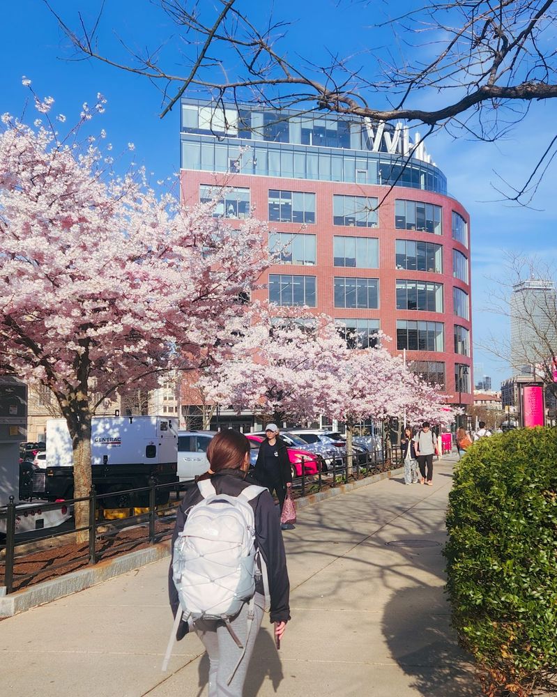 cherry blossoms near the Questrom enterence, facing the Whoop building 