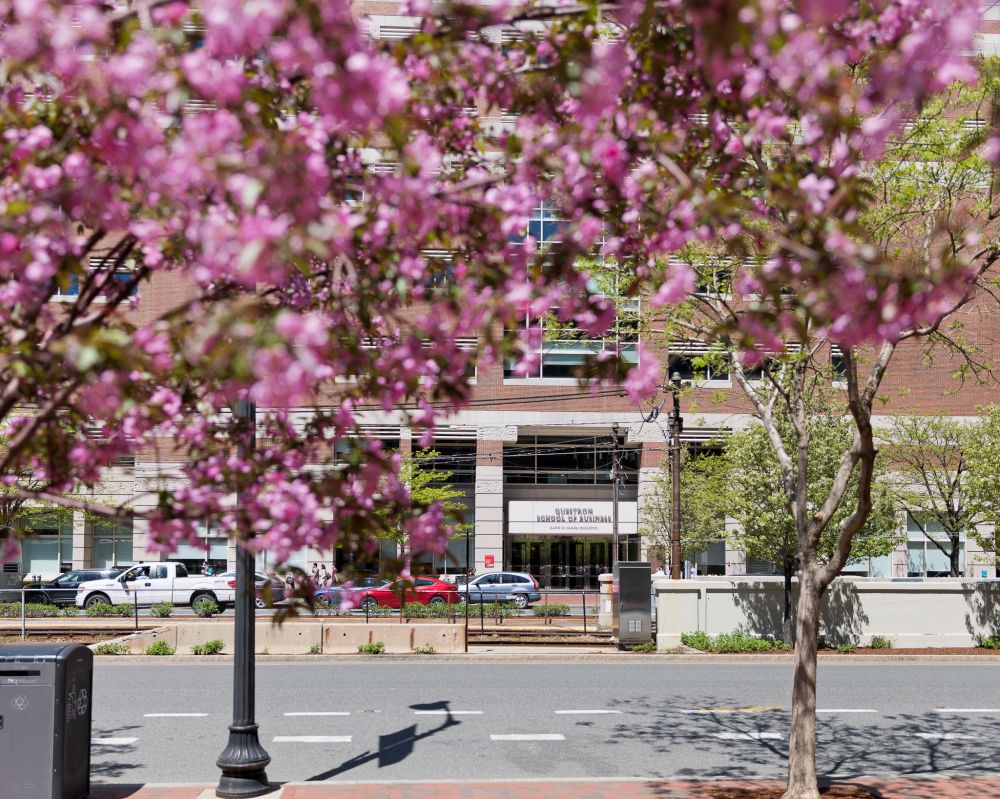 Photo of the entrance of the building, across the street, from the perspective of seeing a rainbow-like arch of bright flowers from the tree. 