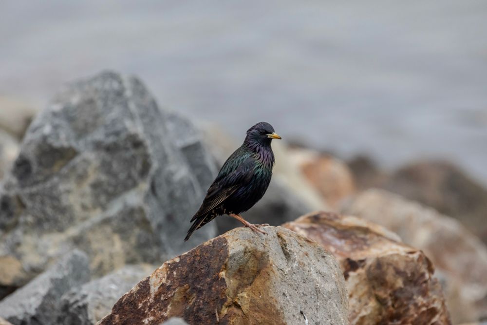 European Starling perched on-top of a rock 