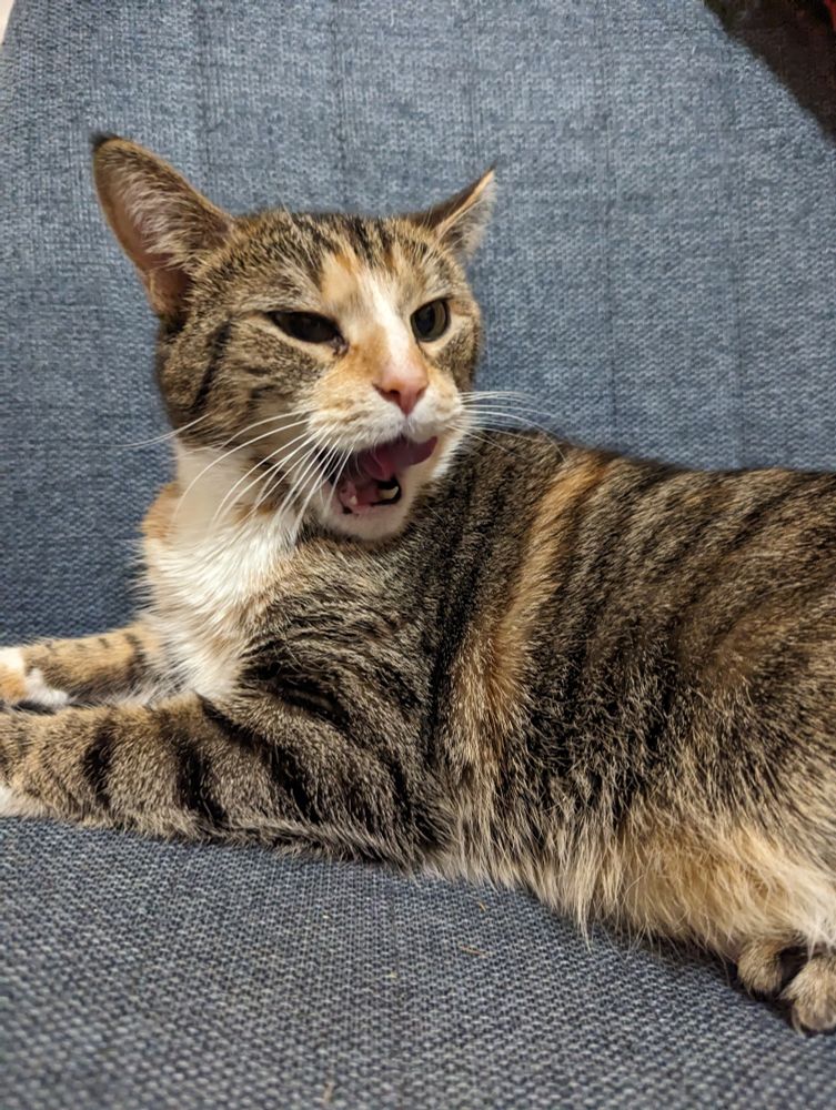 Jojo yawning but it kind of looks like pog face 