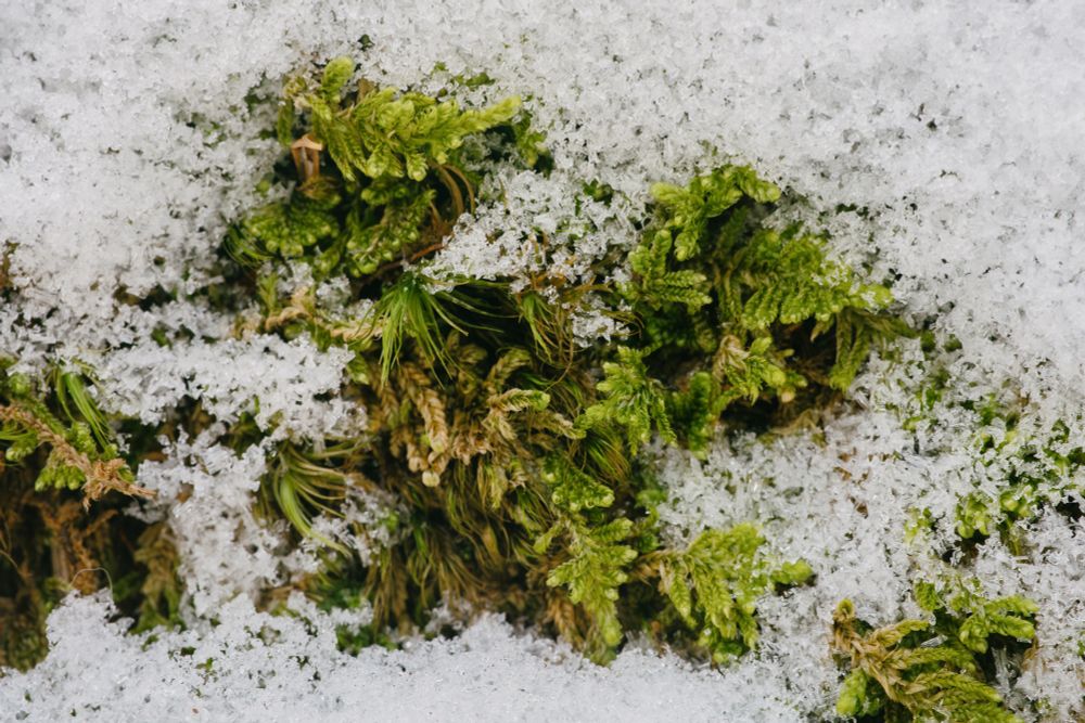 Green moss poking out of a thin layer of snow.