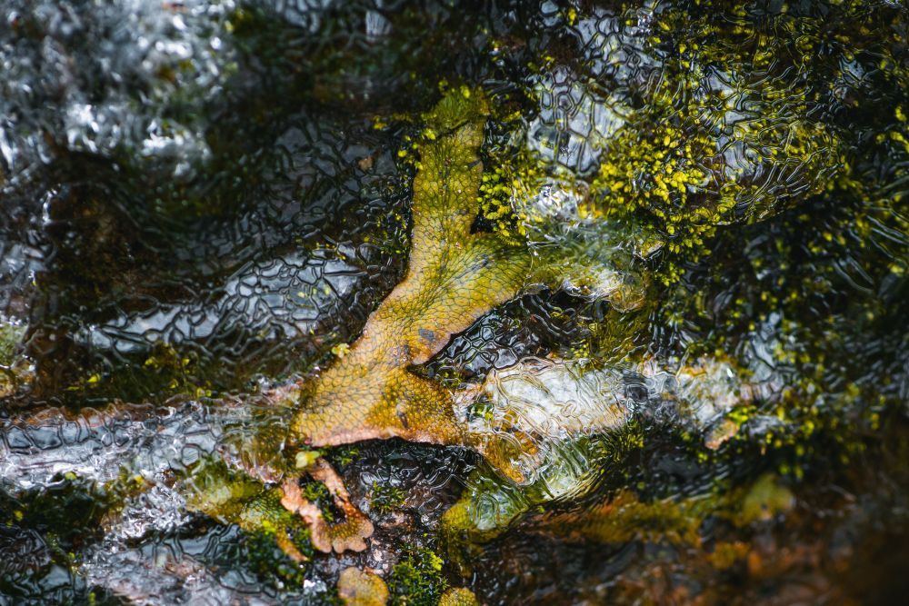 Liverwort & moss stuck partially under a thin sheet of ice. The green stands out against the ice and rock underneath.