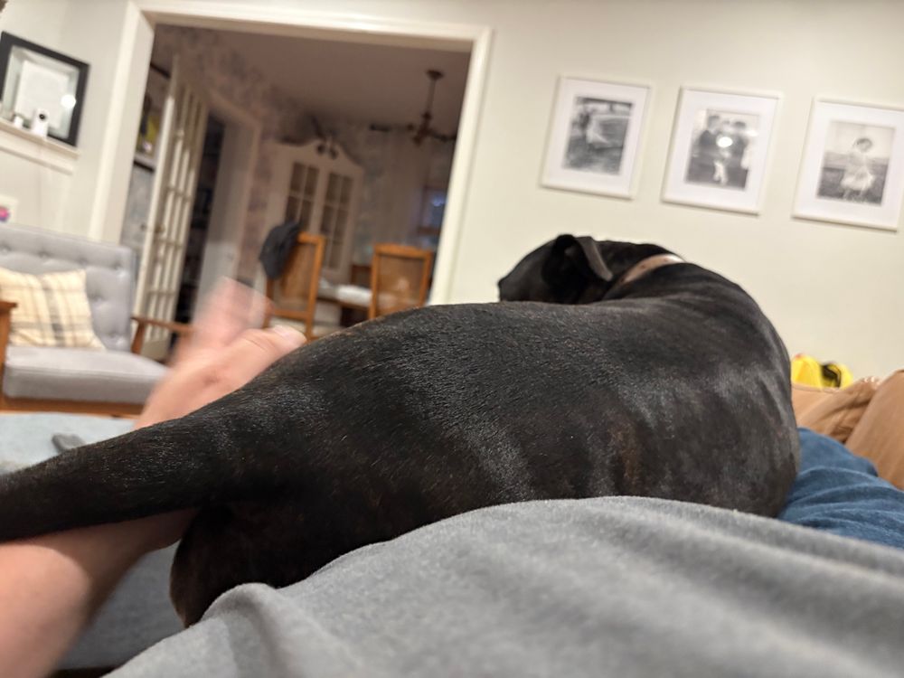 Same like 60 pound dog laying on my lap for pats 