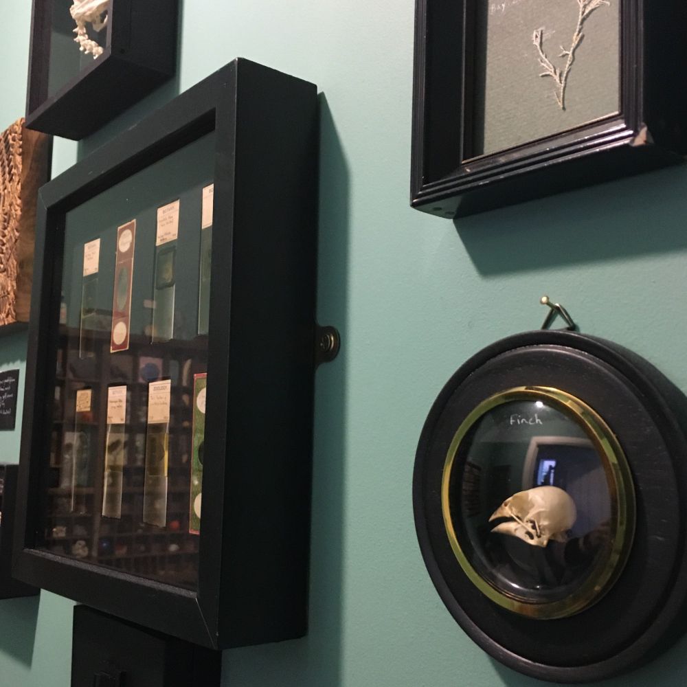 A wall of small museum exhibits, including a bird skull and old microscope slides.