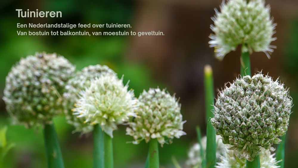 Bloeiende uienplanten met ronde bloemhoofden op groene stelen, op de voorgrond scherp in beeld en op de achtergrond vervaagd groen. Links bovenin staat witte tekst:

Tuinieren
Een Nederlandstalige feed over tuinieren.
Van bostuin tot balkontuin, van moestuin to geveltuin.