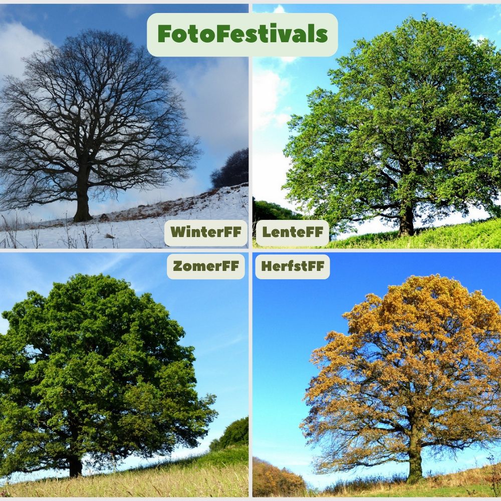 Collage van vier foto's van dezelfde boom in verschillende seizoenen. Links boven zie je de boom in de winter: de takken zijn kaal en er ligt sneeuw op de grond. Rechts boven is de boom in de lente: de bladeren zijn frisgroen en de lucht is helderblauw met wat wolken. Linksonder zie je de boom in de zomer: de bladeren zijn donkergroen en vol, het gras is hoog. Rechtsonder is de boom in de herfst: de bladeren zijn geelbruin en sommige zijn al gevallen. Bovenaan staat de tekst "FotoFestivals" in groene letters. In elke foto staat een label met de naam van het seizoen en "FF" erachter, bijvoorbeeld "WinterFF" of "HerfstFF".