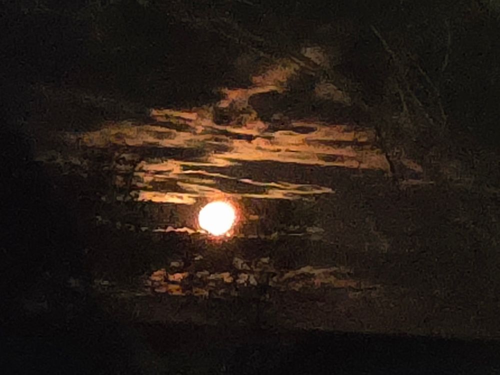 Close-up of the setting full moon, clouds dappled in the sky reflecting it's light, silhouettes of trees and shrubs in the foreground, and a golden filter used to add tone to the black and white original image.
