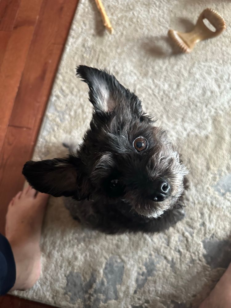 Farley the black and grey mini schnoodle with his ears up in what I call the “Mr. Ears” configuration 